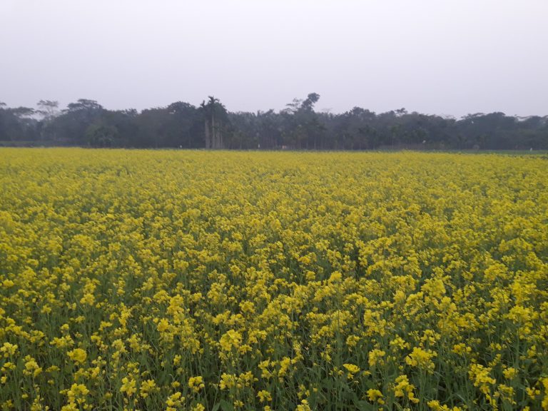 Mustard Flower field in Bangladesh, camera just over the flowers, so they stretch to the horizon.