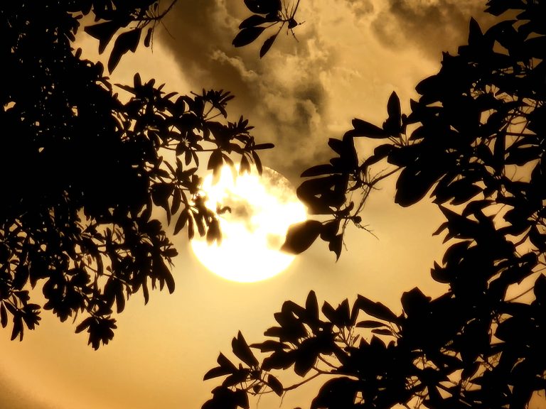 Evening time when the sun is going down with trees in the foreground.