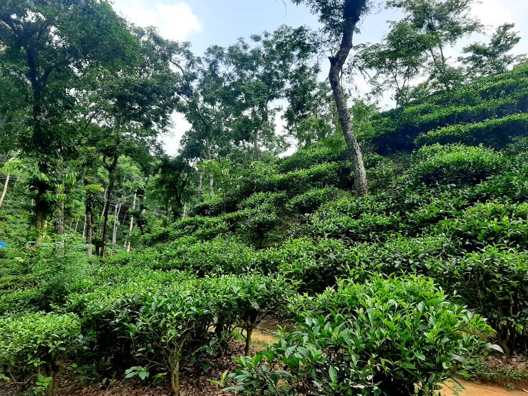 A path going up a hill at the? Sylhet Tea Garden. The hill is covered in tea plants.