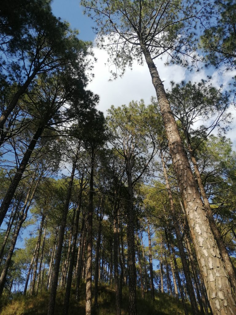 A shot taken by poinitng the camera up and taking the photo of huge pine trees with white cloud in the sky caught between top of those trees.