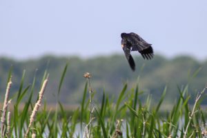 A redwing blackbird takes wing at the edge of a lake in central New York.