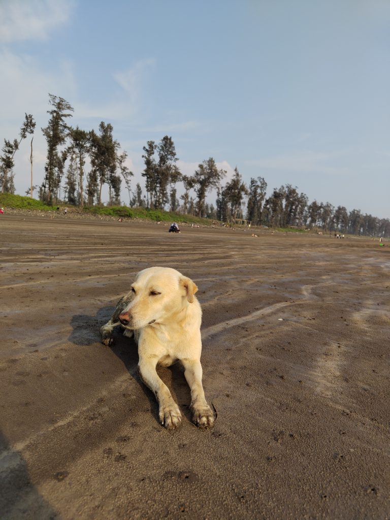 Dog at Beach