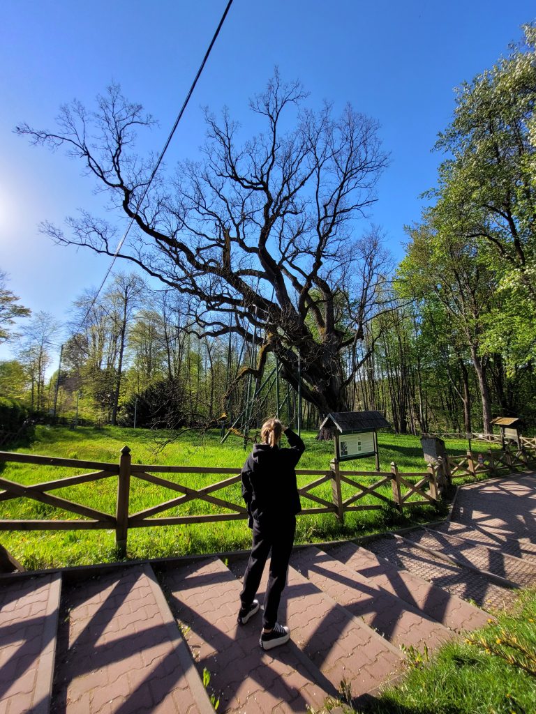 Oak forest, wood, nature, sky, girl, dead tree