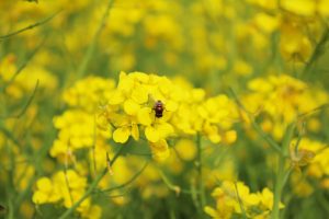 Red bees are collecting pollen from mustard flowers
