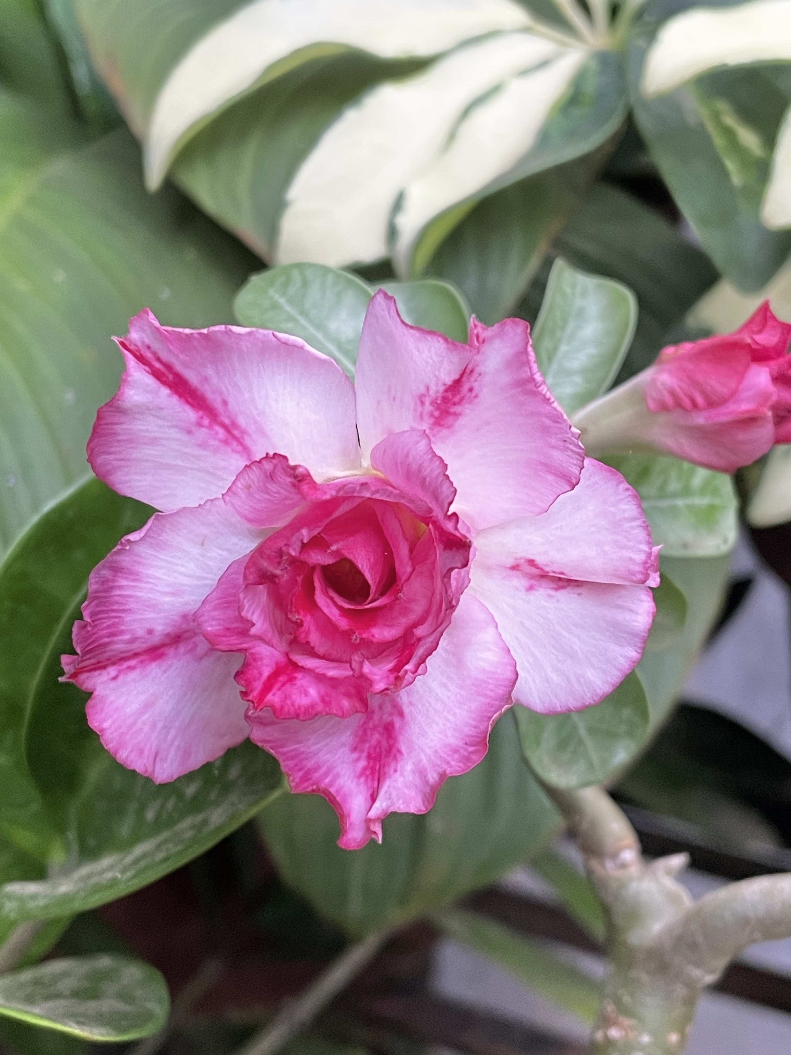 Adenium aka Desert rose flower from our garden. Kozhikode, Kerala, India.