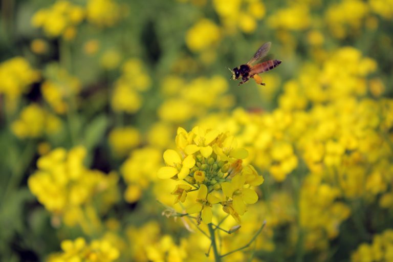 Flying bee on mustard flowers