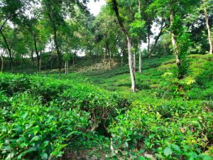 A wonderful snap of a tea garden in the heart of Sylhet, where a symphony of shade trees are seen to be providing partial shade to the tea plants, crucial for cultivating exquisite tea leaves.
