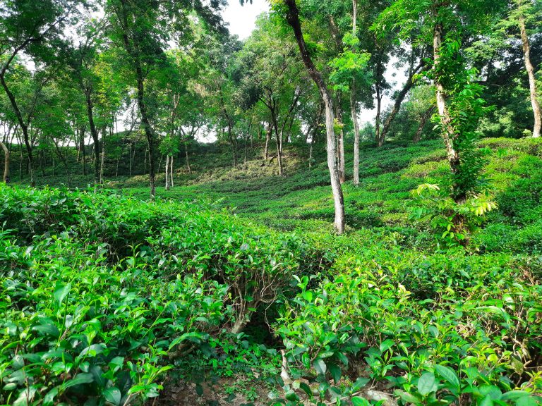 A wonderful snap of a tea garden in the heart of Sylhet, where a symphony of shade trees are seen to be providing partial shade to the tea plants, crucial for cultivating exquisite tea leaves.