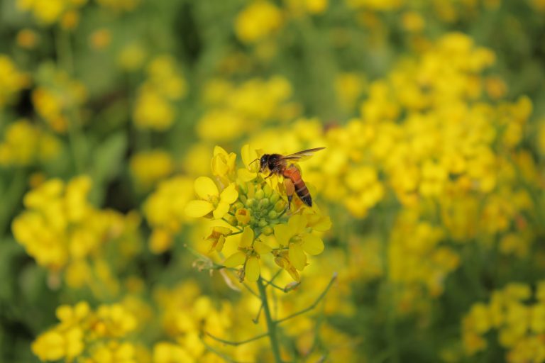 Bees are collecting pollen from mustard flowers