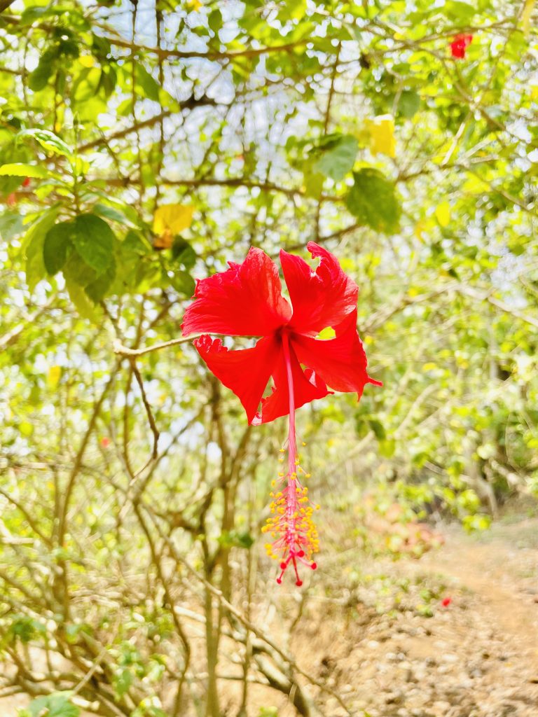 Hibiscus flower in the evening. From my neighbourhood. Perumanna, Kozhikode, Kerala.