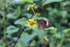 Brown butterly on a flower in Gununganyar Mangrove Forest, East Java, Indonesia
