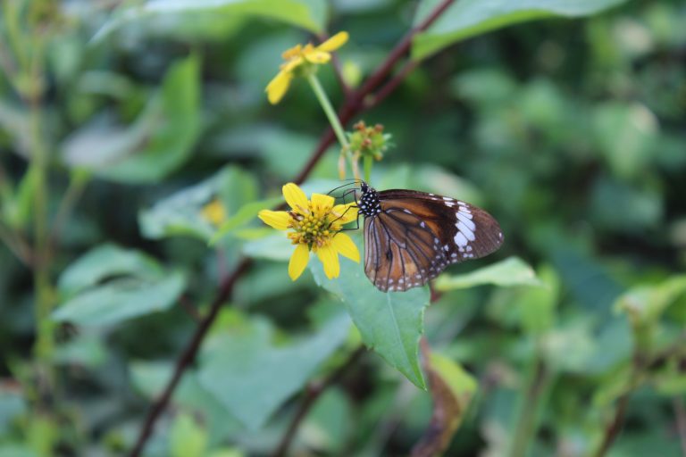 Brown butterly on a flower in Gununganyar Mangrove Forest, East Java, Indonesia