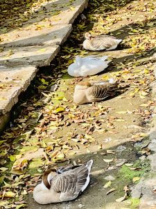 Ducks resting in the sun light. From lady hydari park, shillong, Meghalaya.