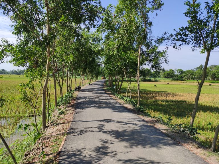 Narrow paved road with young trees lining it.? Wet fields on either side.