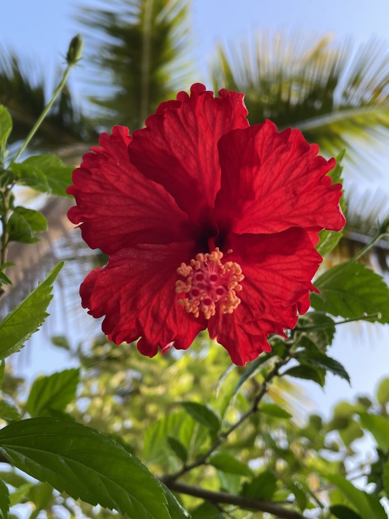 Red hibiscus flower when viewed from ground level. From our neighbourhood. Perumanna, Kozhikode, Kerala, India.