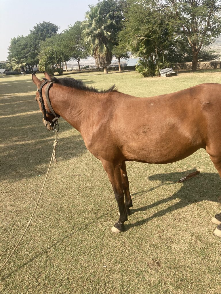 Unsaddled horse in a green field with palm trees in the background.