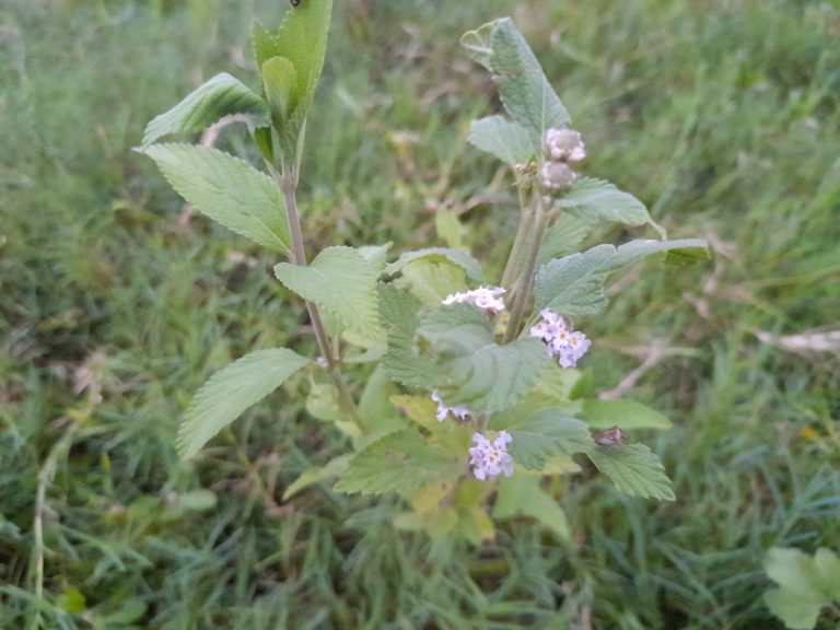 Flowers bloom in grass