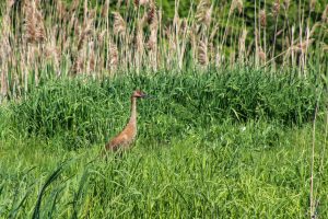 A sandhill crane walks along the shore of a pond in a wildlife refuge in Central New York.