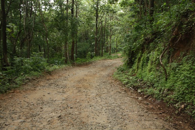 Forest road