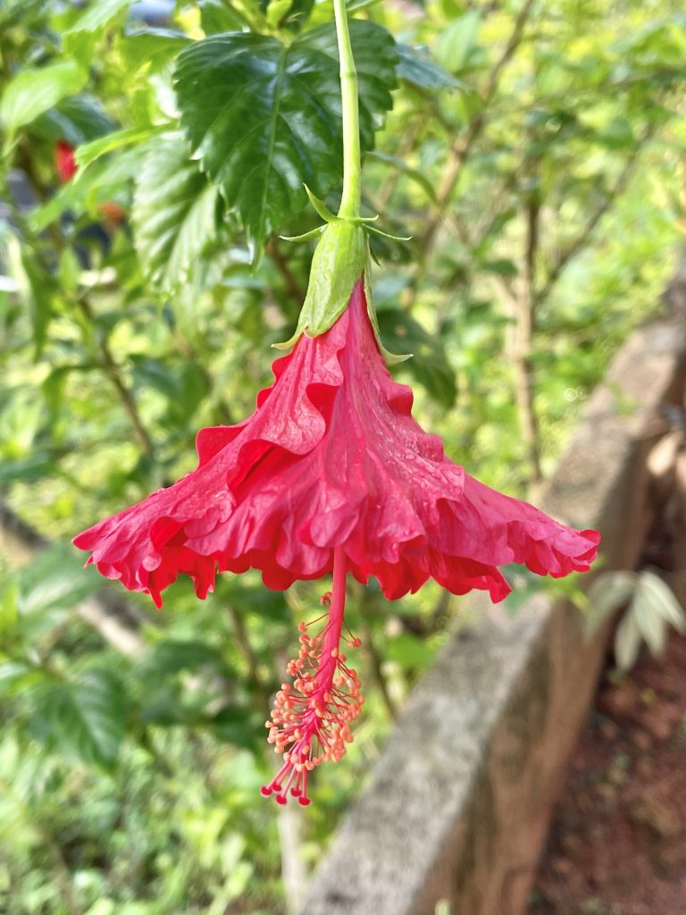 The top view of red hibiscus flower. From our neighbourhood. Perumanna, Kozhikode, Kerala, India.