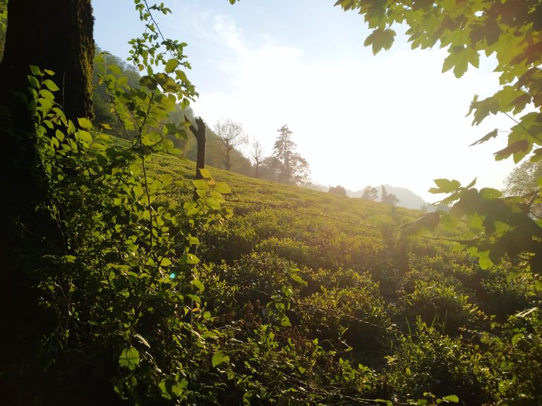 Iranian Tea Farm between the Woods