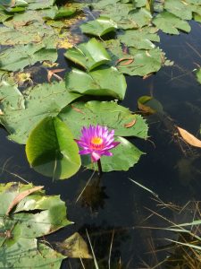 View larger photo: beautiful pink water lily, water plant with reflection in a pond