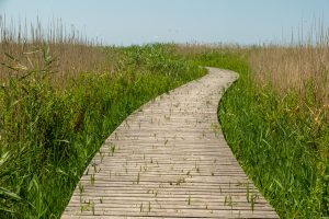 A wooden pathway, meandering through a field of high grass and reed.
