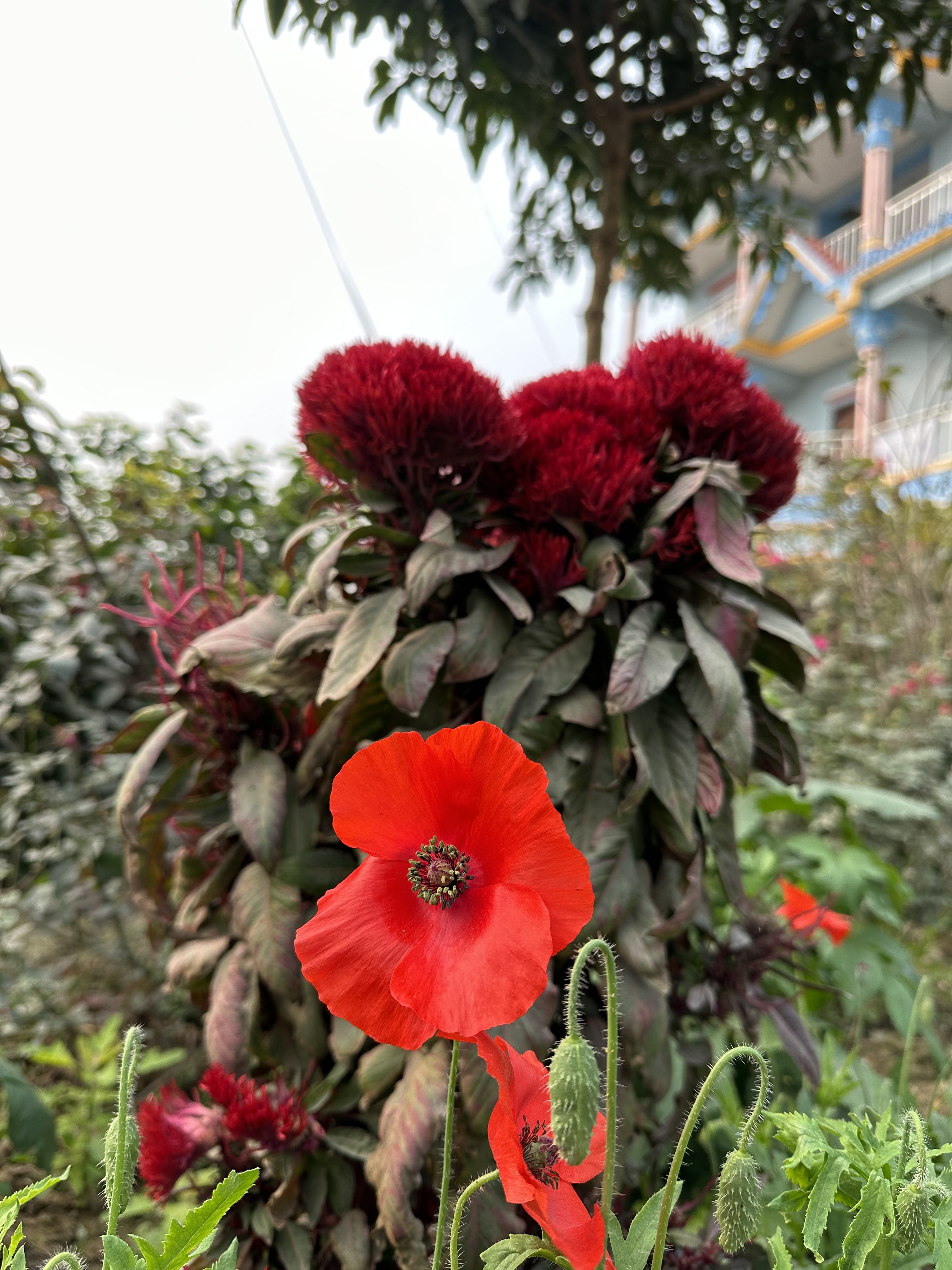 Red flower