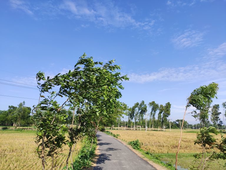 Narrow paved road curving through dry fields, sapling trees on either side.