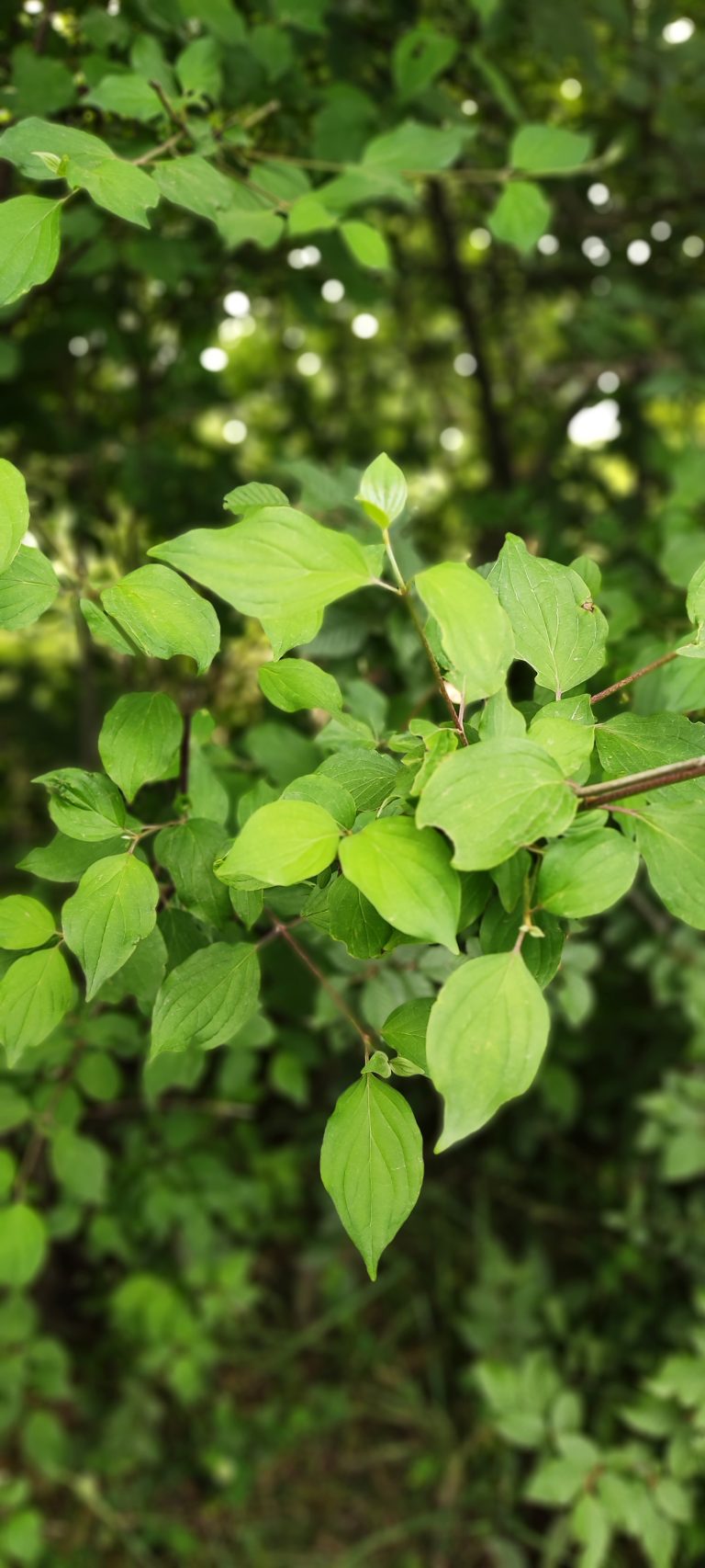 Leaves of Cloud Forest in Shahrud, Iran (Spring 2023)