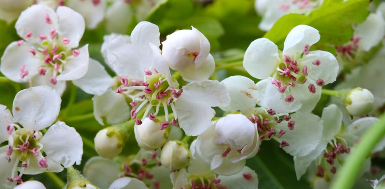 Hawthorn bush in bloom with white flowers in an English spring hedgerow