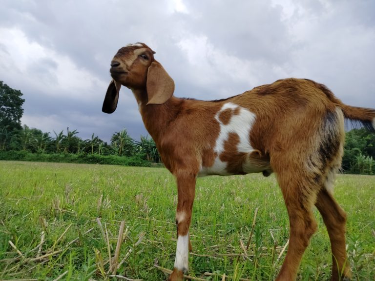 Ethereal Goat in a Twilight Wonderland