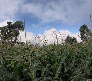 Corn field and sky
