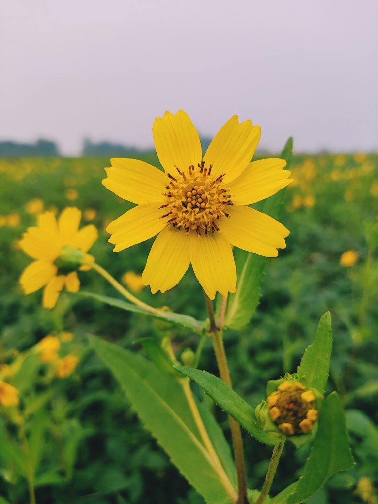 Mustard flowers are a vibrant and charming addition to the botanical world.