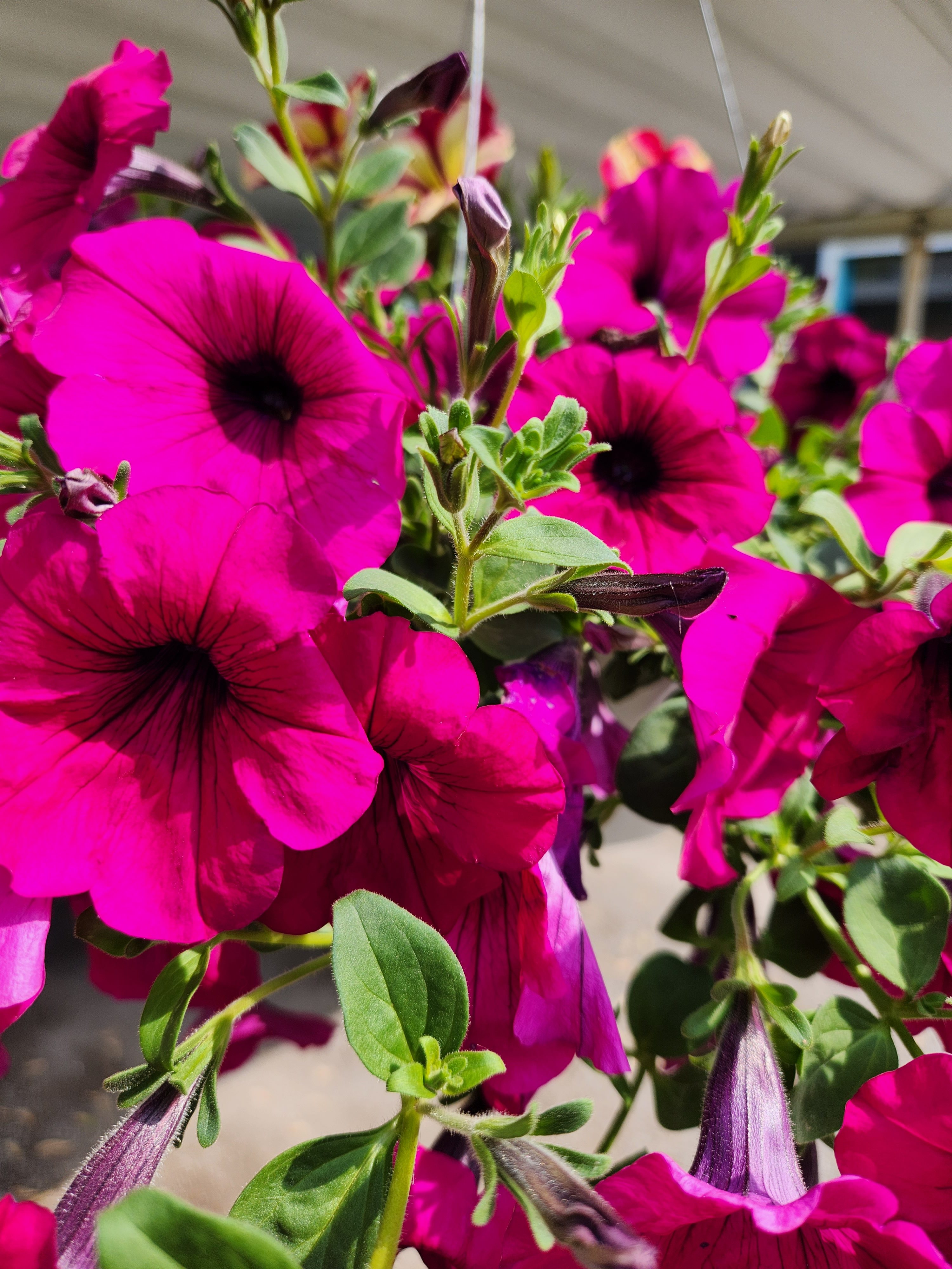 Vivid pink potted petunias