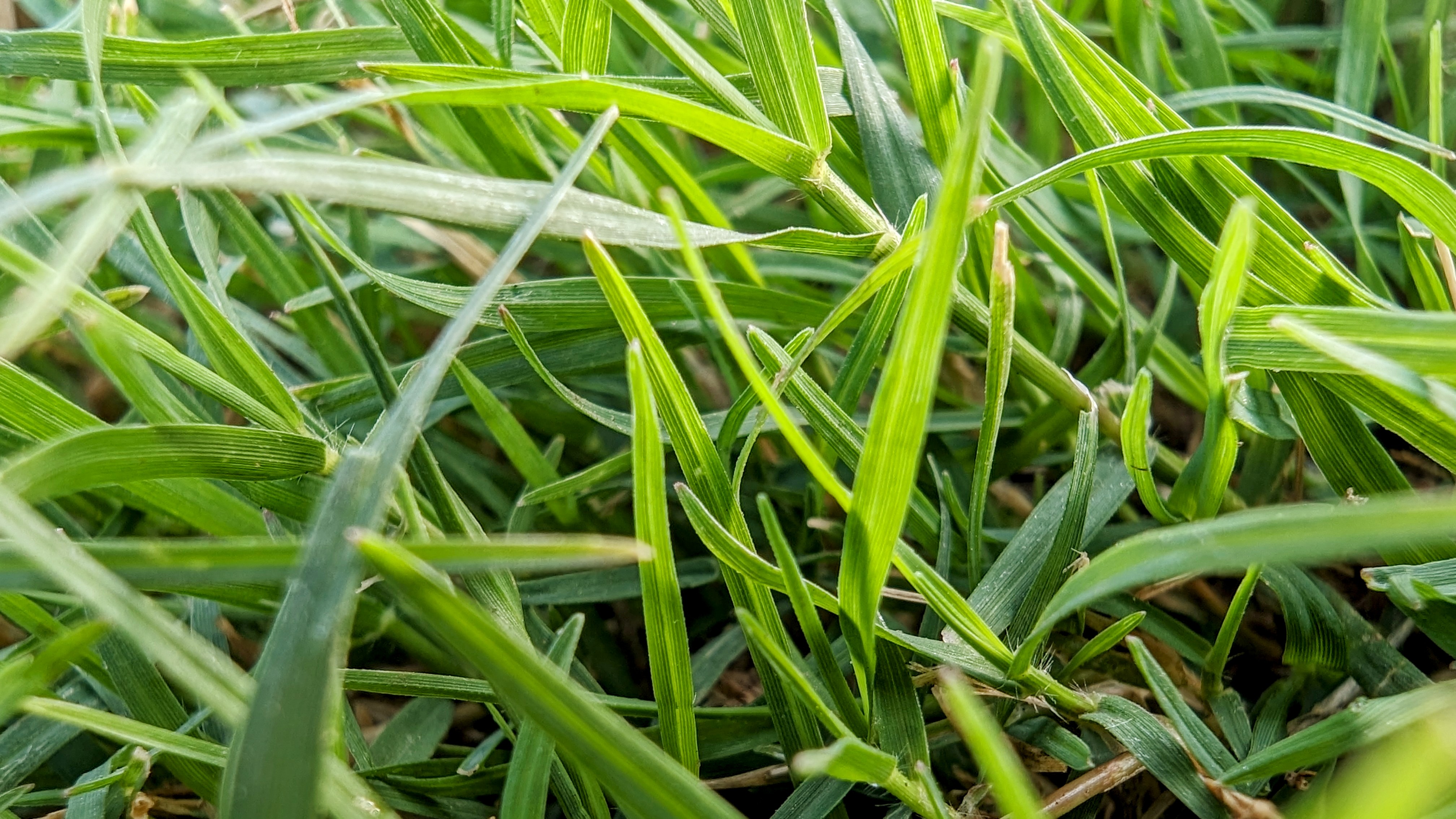 Beautiful grass landscape photo