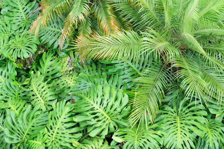 Lush tropical green leaves