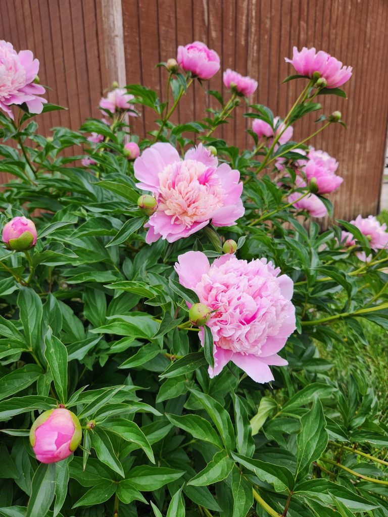 Pink Peonies