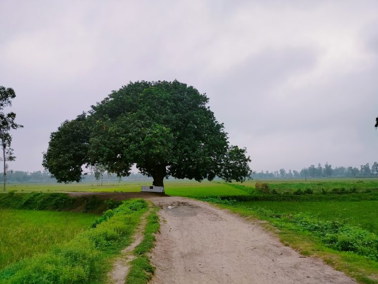 Big Mango Tree on Village Road