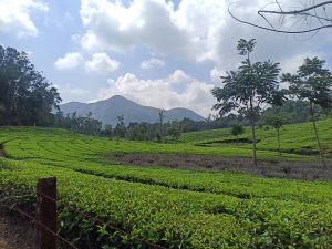 Tea field curving away to the horizon with mountains in the distance.