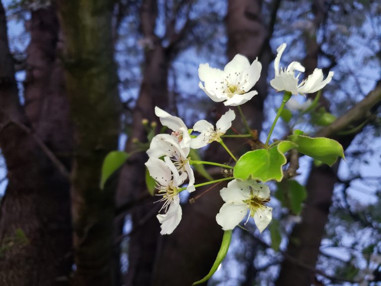 White flowering tree