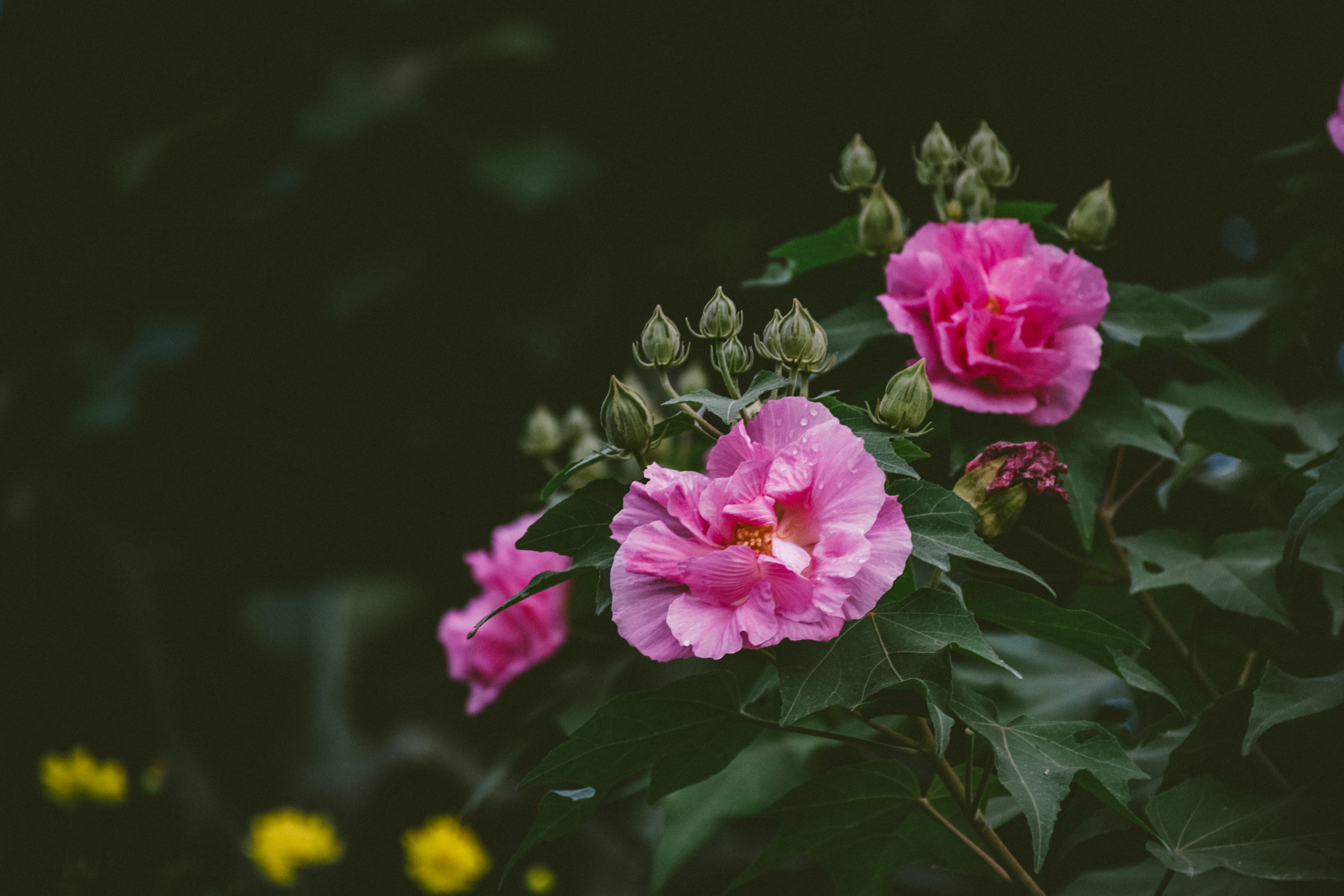 Pink Flower