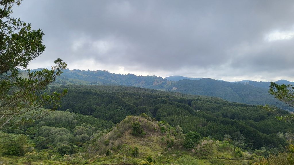 Montañas. paisaje verde, naturaleza. Low clouds over rolling hills covered in pine trees.