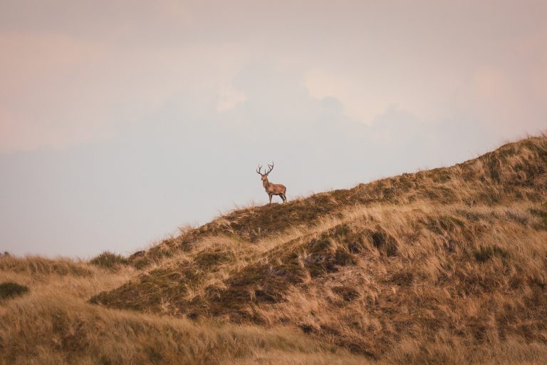 A deer standing in the dunes on Bl?vand, Denmark.