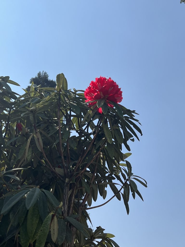 Red Rhododendron Flower in Hattiban Forest, Nepal