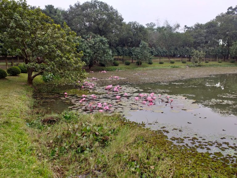 Mostly overgrown pond covered in water lilies. Lined with trees and lawn.