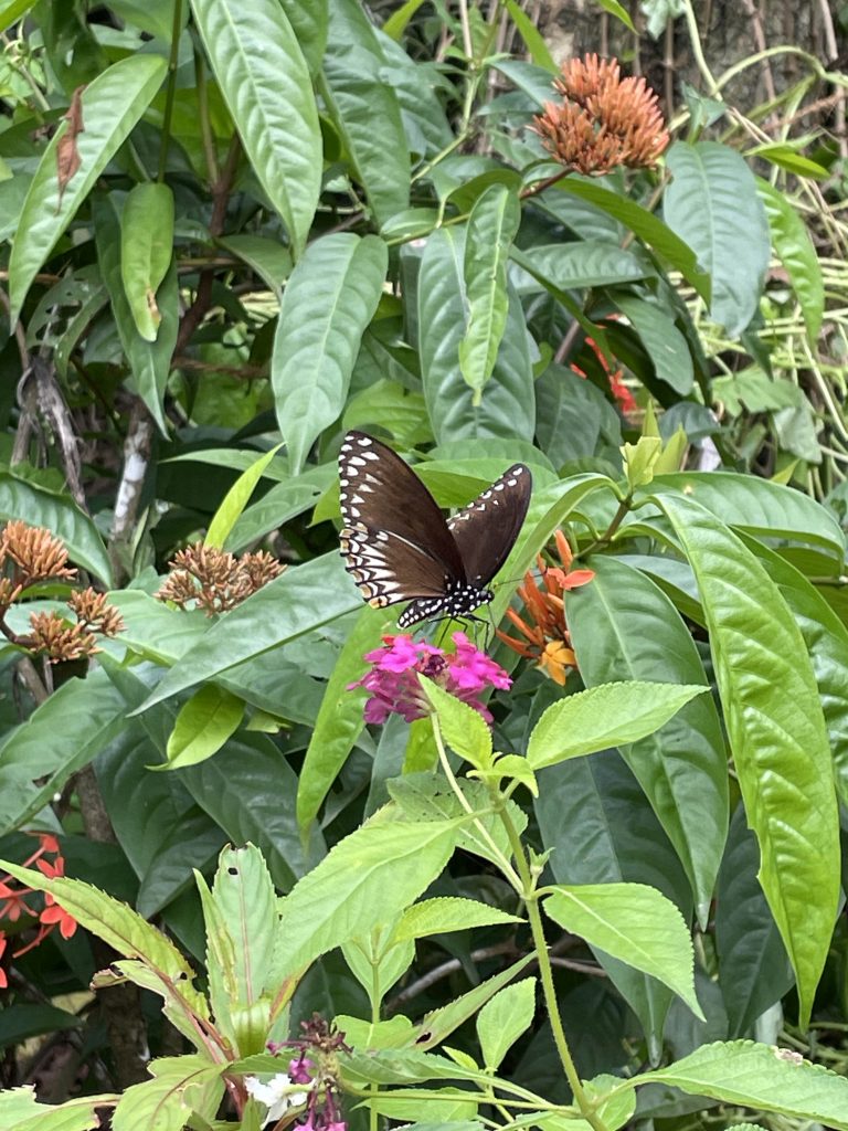 Butterfly sitting on flower.