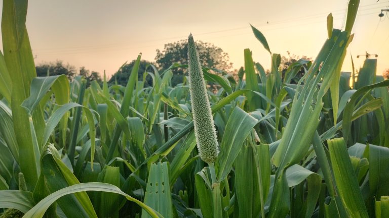 Millets crop in farming