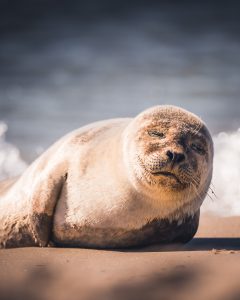 Portrait of a seal laying at the beach in Skagen. The seal has some kind of smile in its face.
