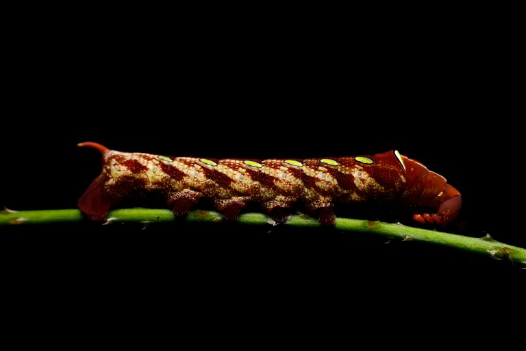 Caterpillar